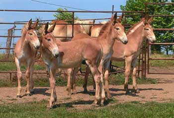 draft mules for sale